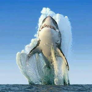 Meet your Posher, Francisco