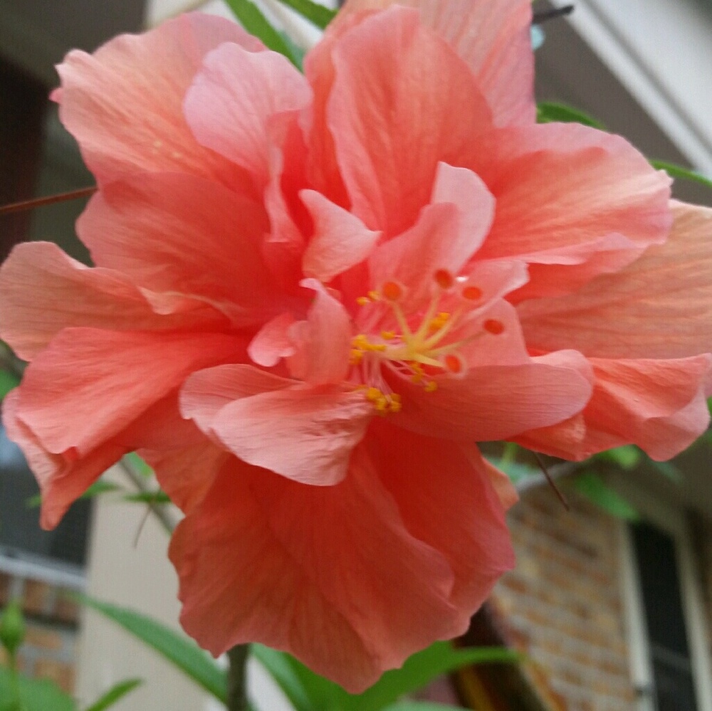 Meet your Posher, Janel