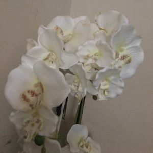 Meet your Posher, Anabel