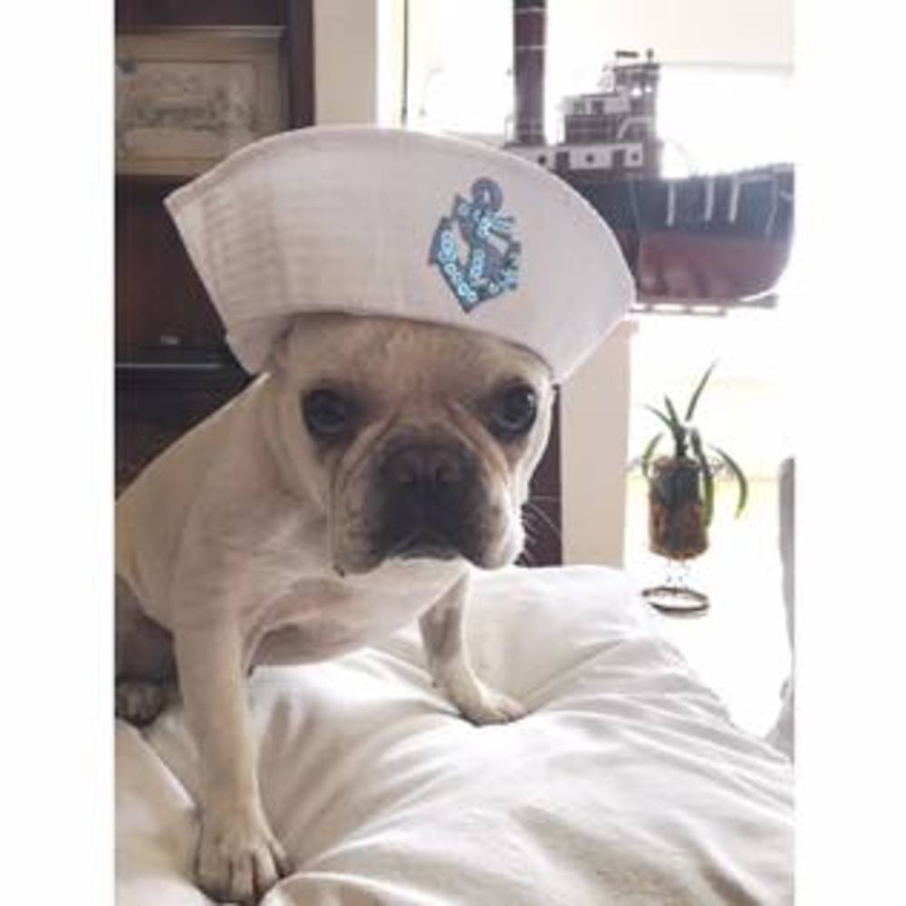 Meet your Posher, Lily