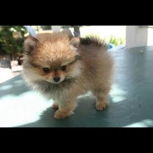 Meet your Posher, Karla