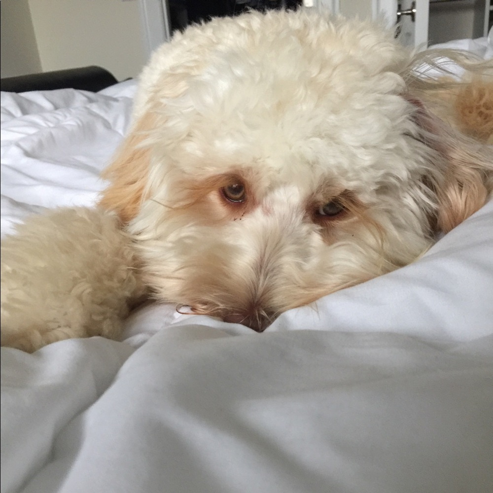 Meet your Posher, Maxine