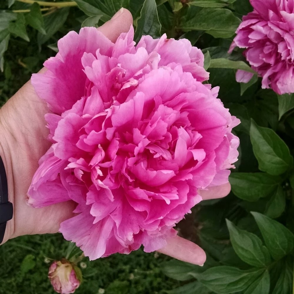 Meet your Posher, Elle