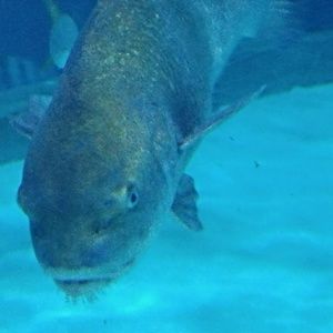 Meet your Posher, Allena