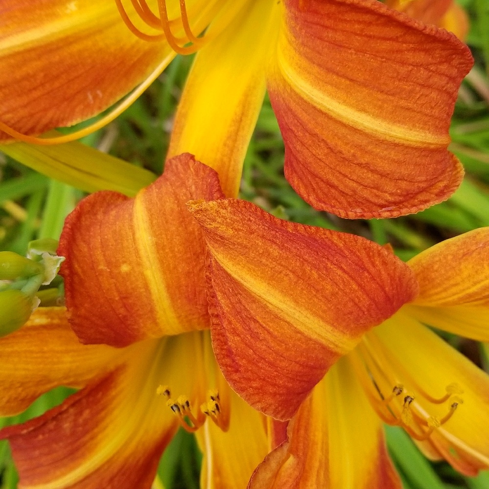 Meet your Posh Ambassador, Roxanne