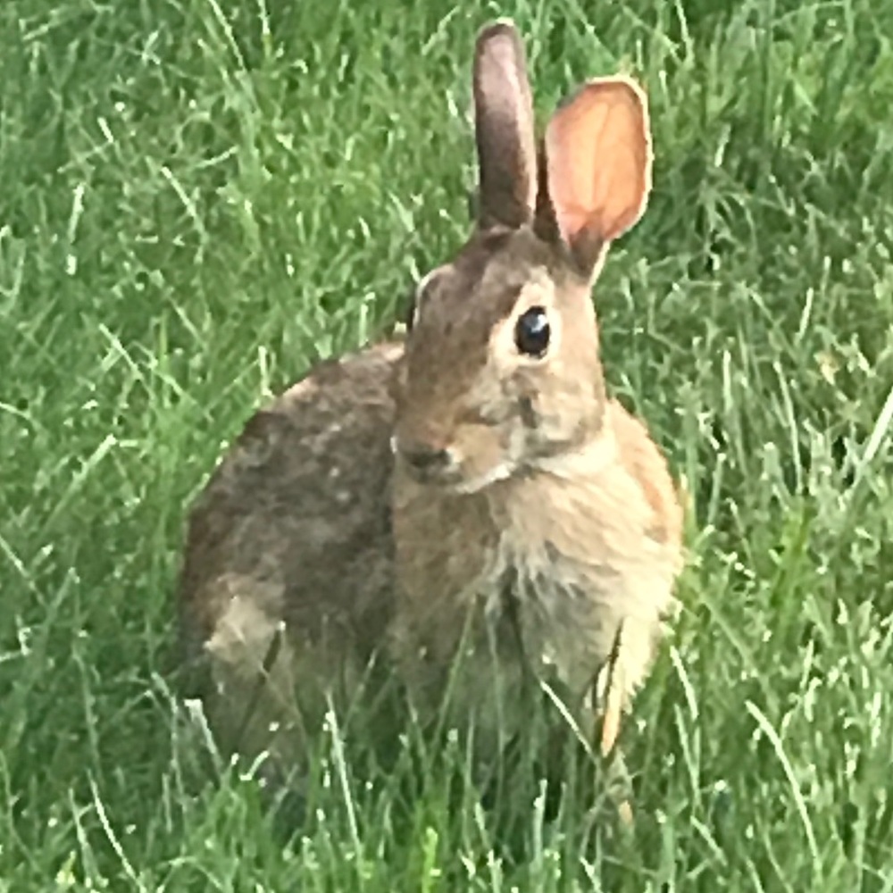Meet your Posher, Joanne