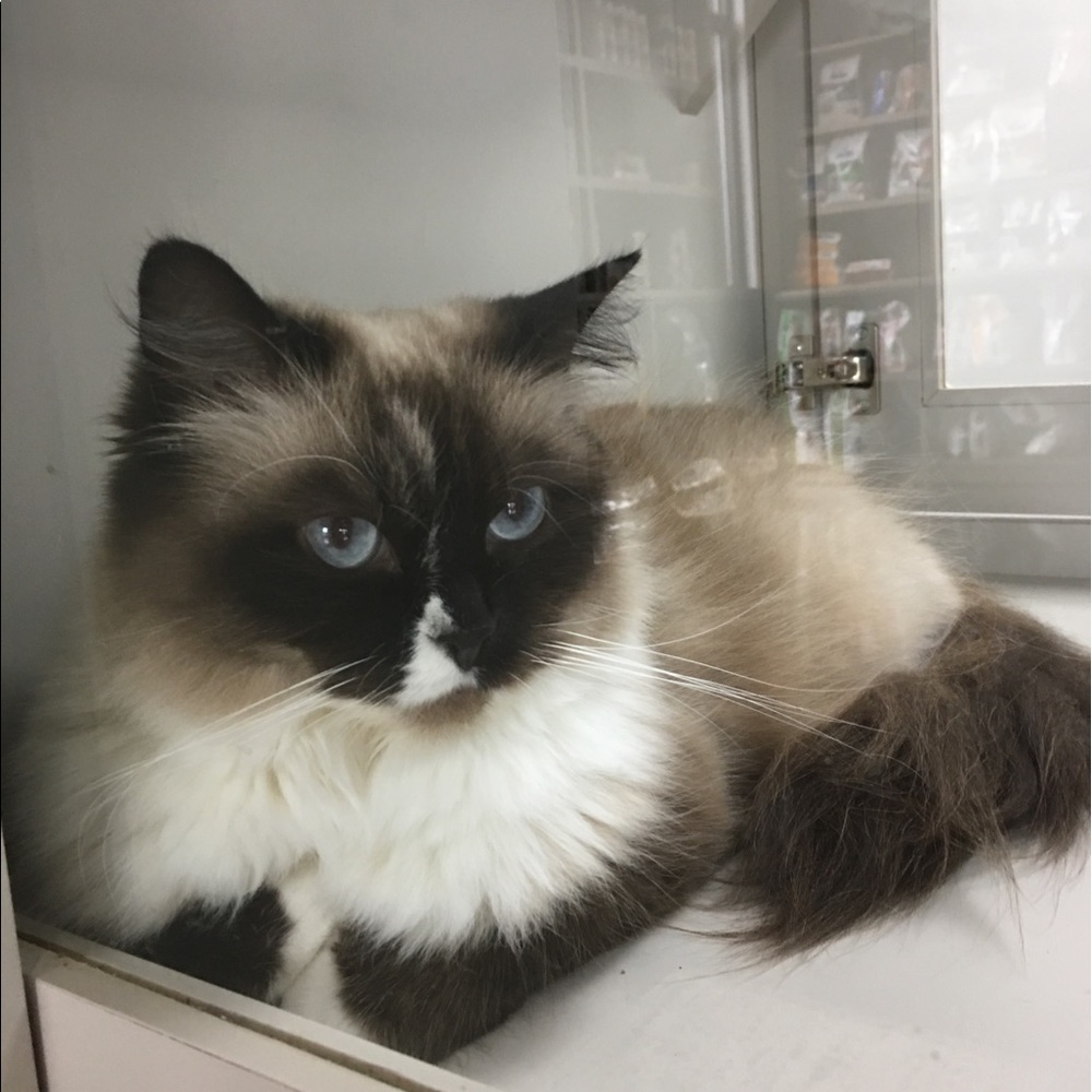 Meet your Posher, Geneva