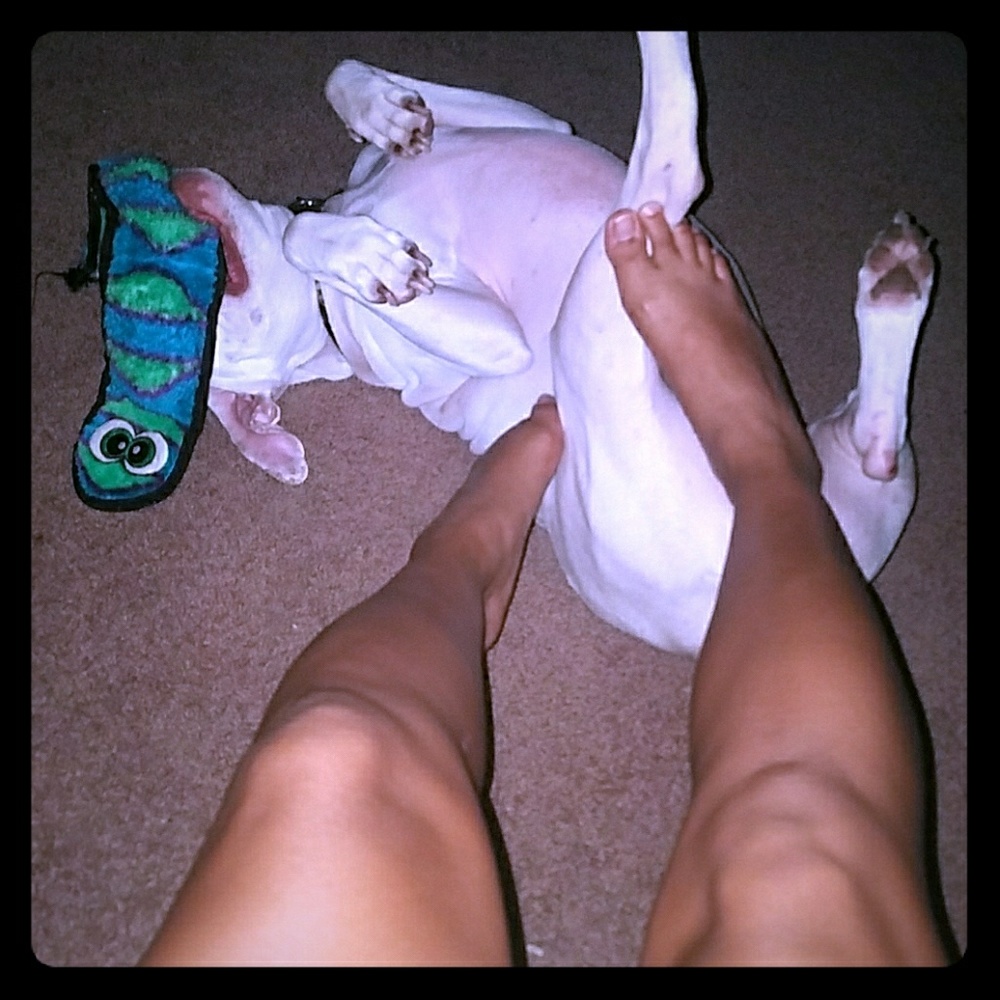 Eisig - Pit Bull