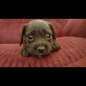 Meet your Posher, Linette