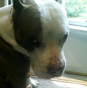 Meet your Posher, Annabelle