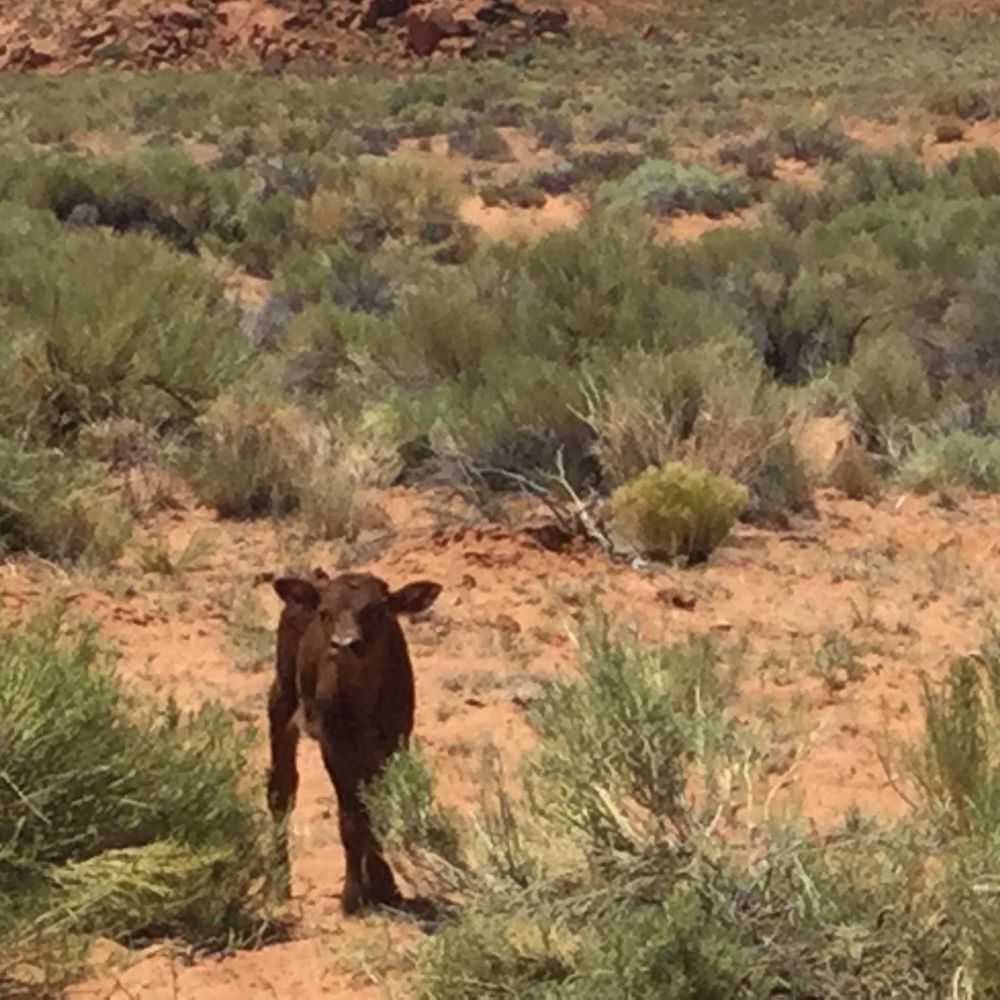 Meet your Posher, Ramona