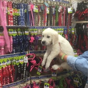 Meet your Posher, Katie