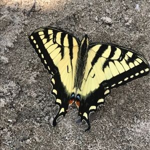 Meet your Posher, Tiffany