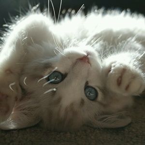 Meet your Posher, Addison