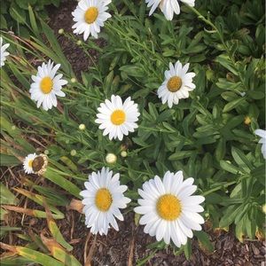 Meet your Posher, Maddie