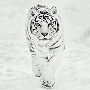 Meet your Posher, Broderick