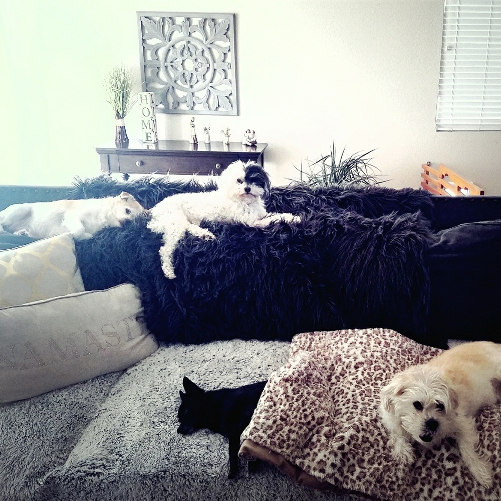 Puppies