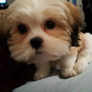 Meet your Posher, Sylvia