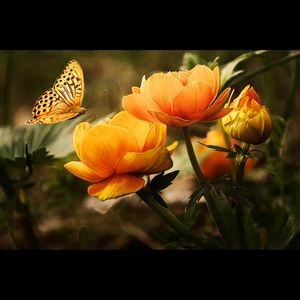 Meet your Posher, Caro