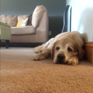 Meet your Posher, David