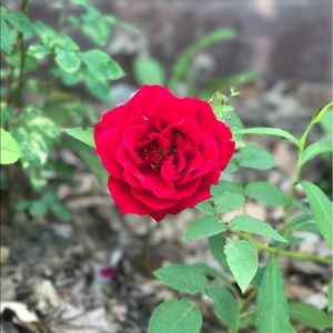 Meet your Posher, Brooke