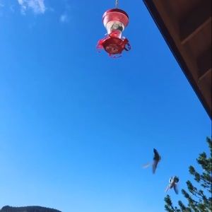 Meet your Posher, Sepideh