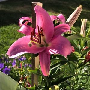 Meet your Posher, Patty