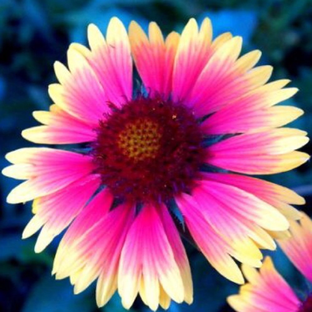 Meet your Posher, Corri