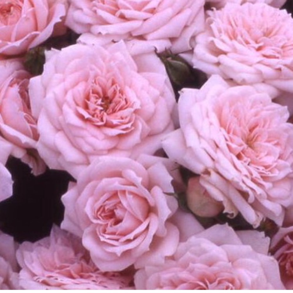 Meet your Posher, Rhonda