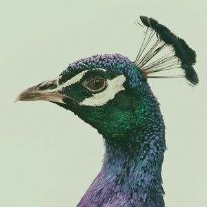 Meet your Posher, Alexa