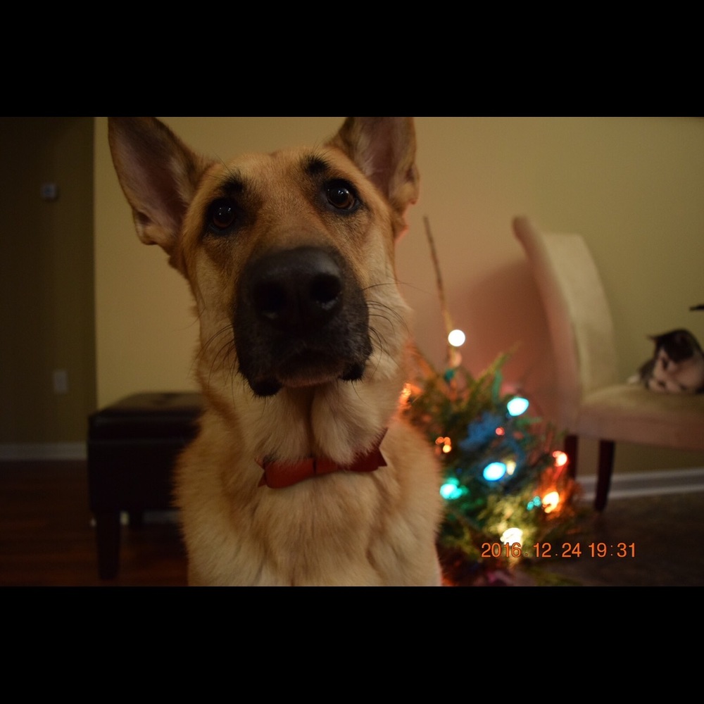 Meet your Posher, Cat