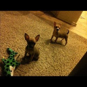 Meet your Posher, Vien