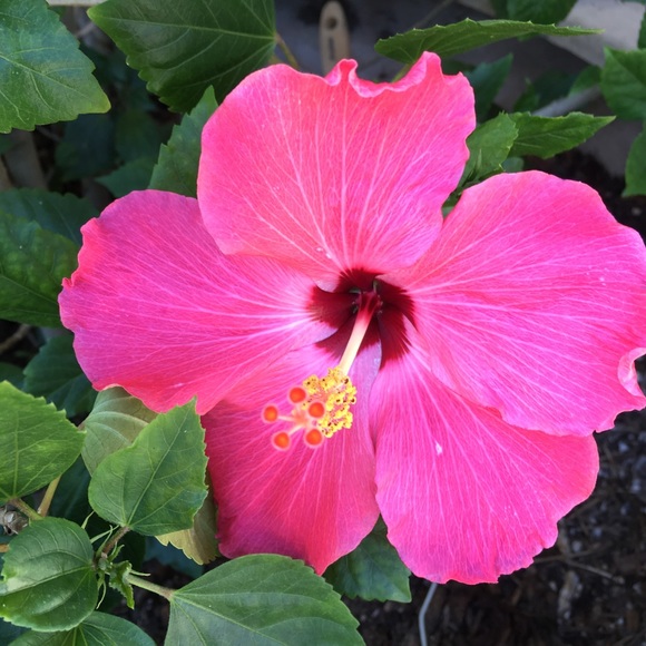 Meet your Posher, Jessica - Picture 2 of 4