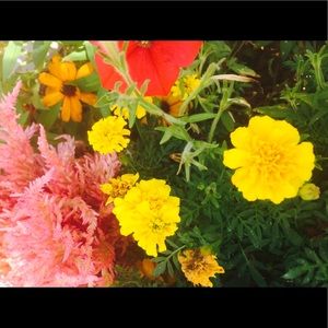 Meet your Posher, Lex