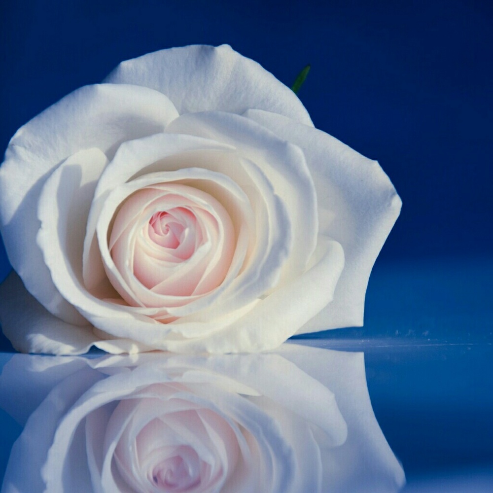 Meet your Posher, Twanna