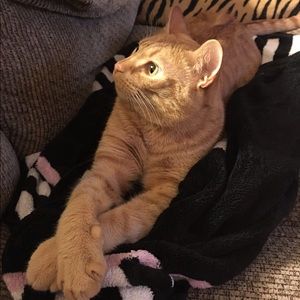 Meet your Posher, Lauren