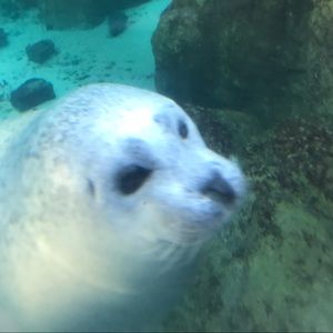 Meet your Posher, Victor