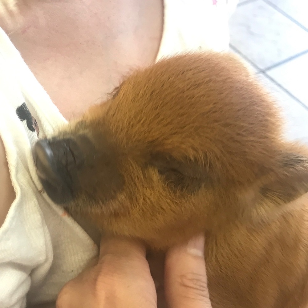 Meet your Posher, Wendy