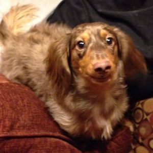 Meet your Posher, Julie