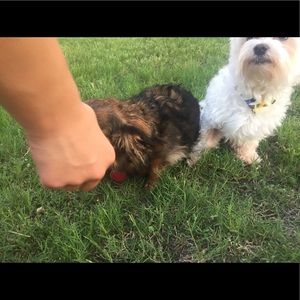 Meet your Posher, Grace