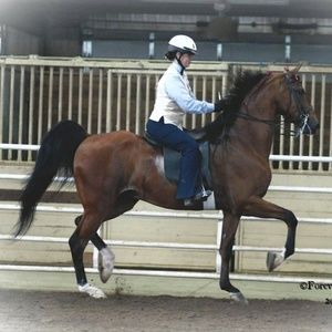 Meet your Posher, Sierra