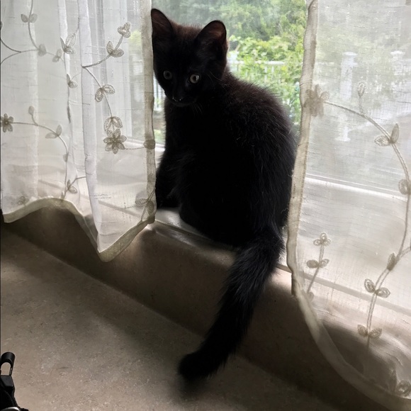 Meet your Posher, Riley - Picture 1 of 1