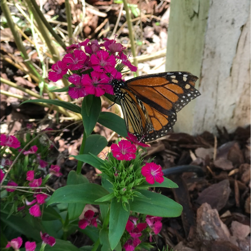 Meet your Posher, Bonnie