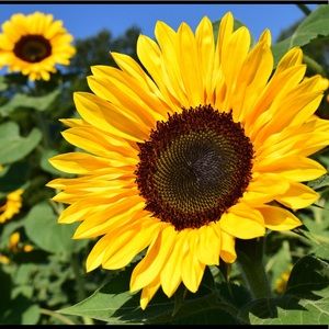 Meet your Posher, Suri