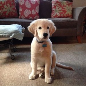 Meet your Posher, Henry