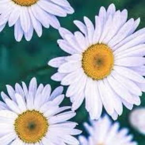 Meet your Posher, Fernanda