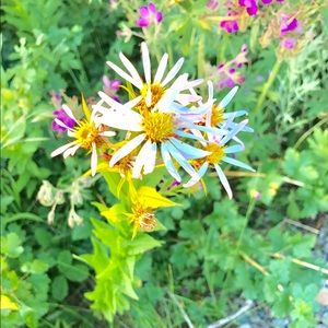 Meet your Posher, Erika