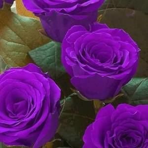 Meet your Posher, Carlette