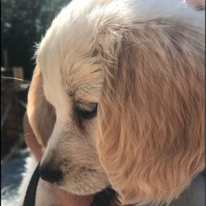 Meet your Posher, Dillon