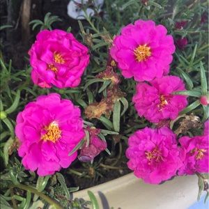 Meet your Posher, Kailyn